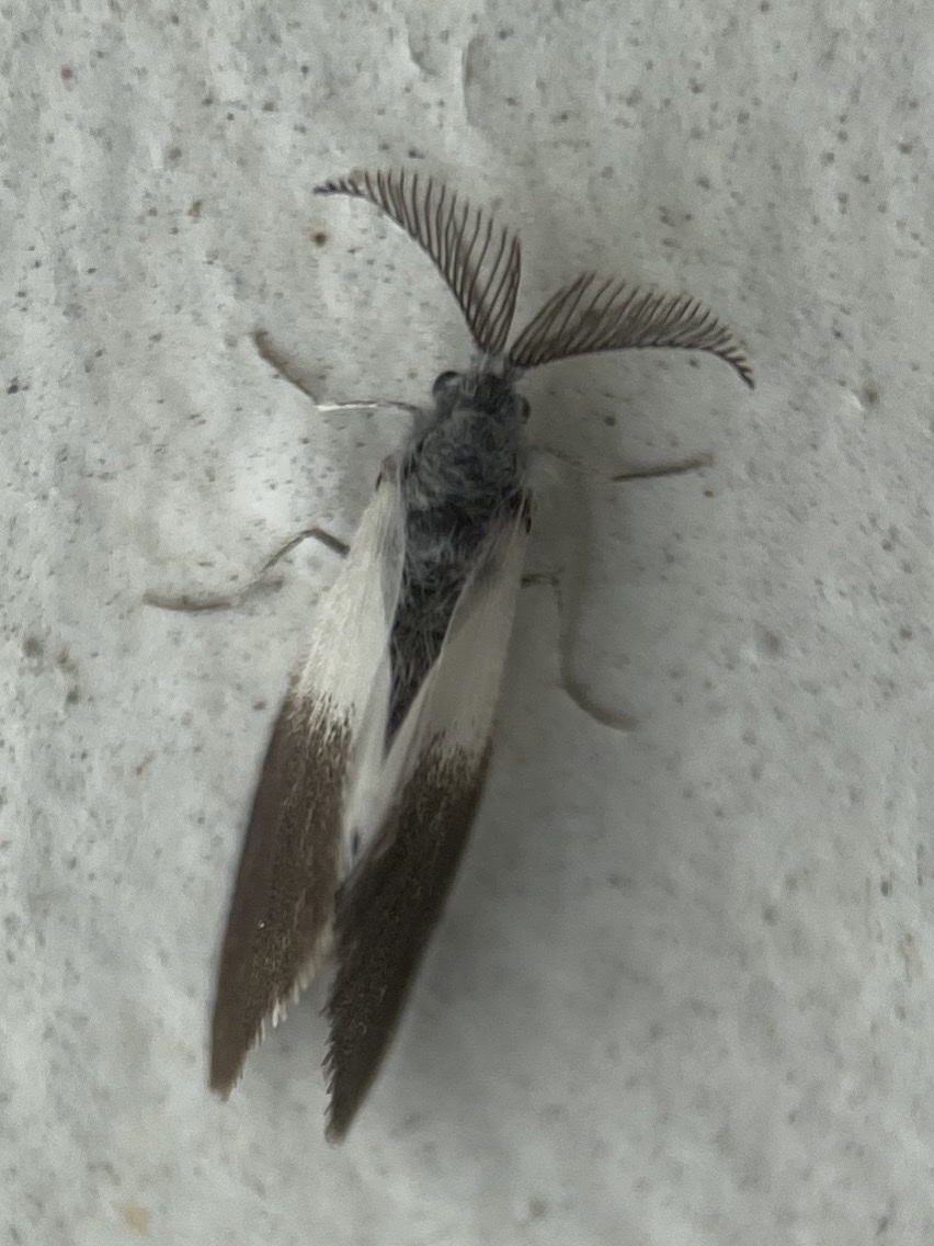 Acanthoecia larminati