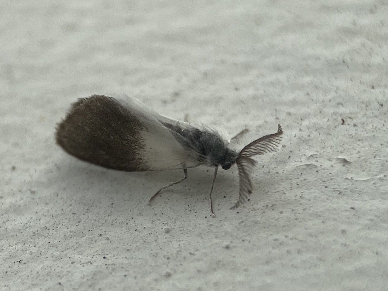 Acanthoecia larminati