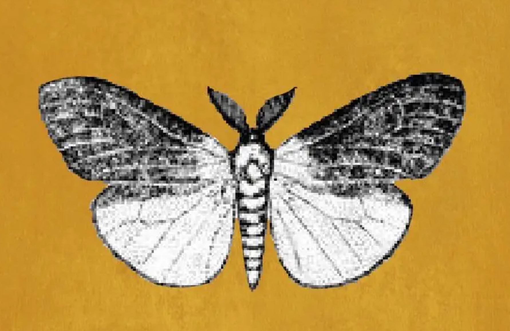 Acanthoecia larminati