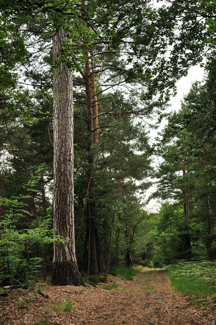 Greffes de pins à Fontainebleau'